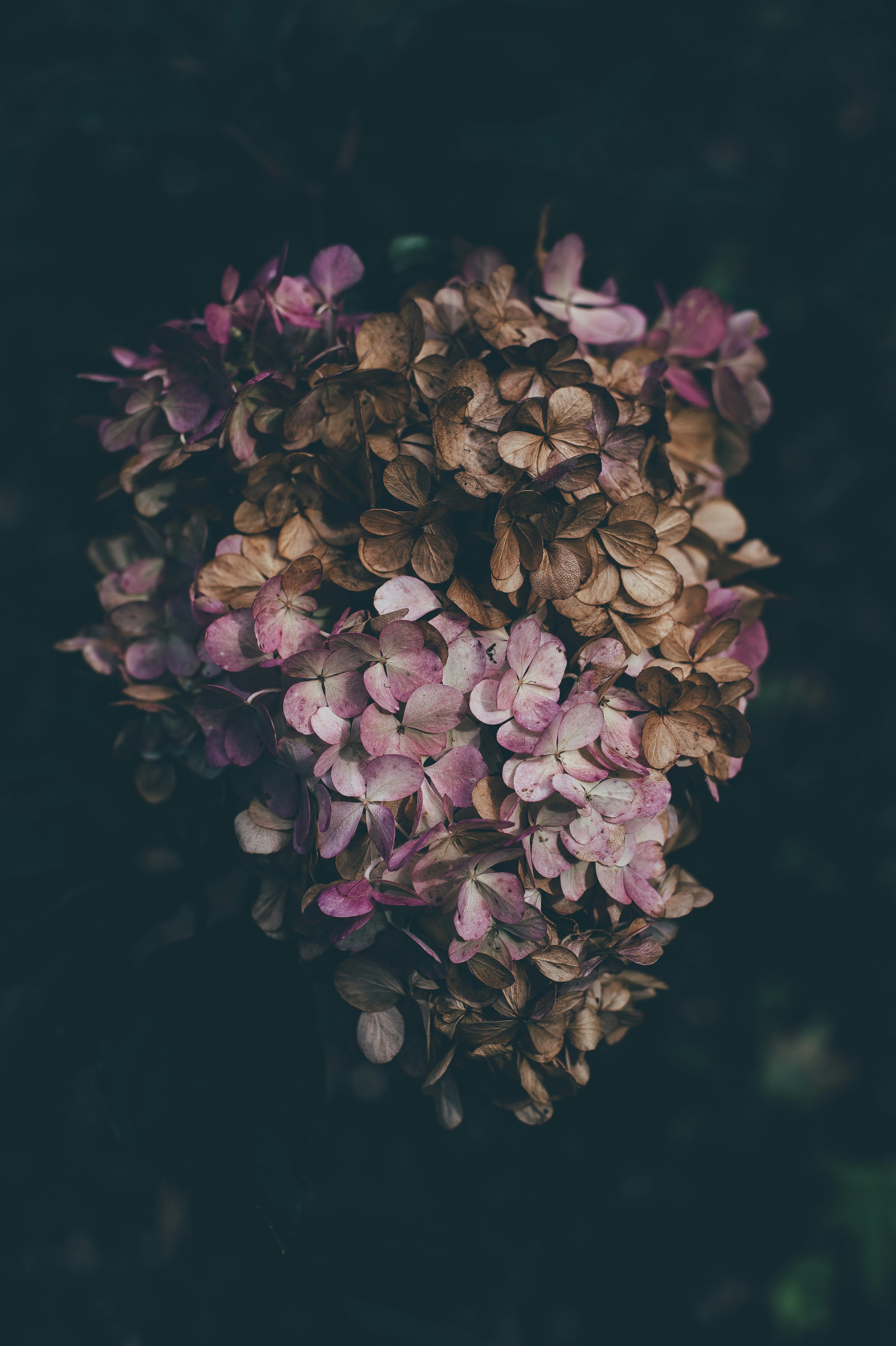 purple petaled flowers closeup photography